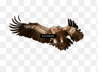 Download Vulture - Vulture Png,Vulture Png