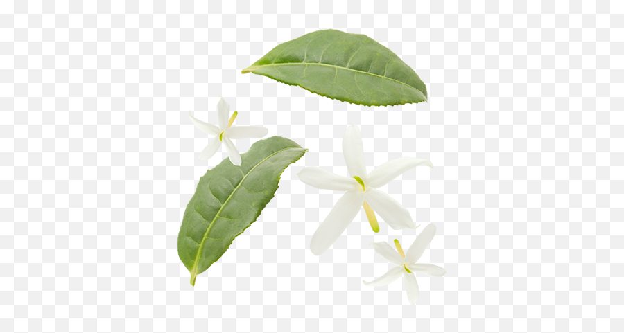Jasmine Flowers - Jasmine Tea Leaves Transparent Png,Tea Leaves Png