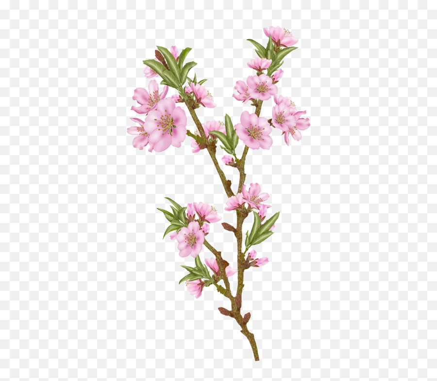 Almond Vector Transparent U0026 Png Clipart Free Download - Ywd Transparent Almond Blossom,Bougainvillea Png