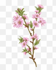 Almond Vector Transparent U0026 Png Clipart Free Download - Ywd Transparent Almond Blossom,Bougainvillea Png