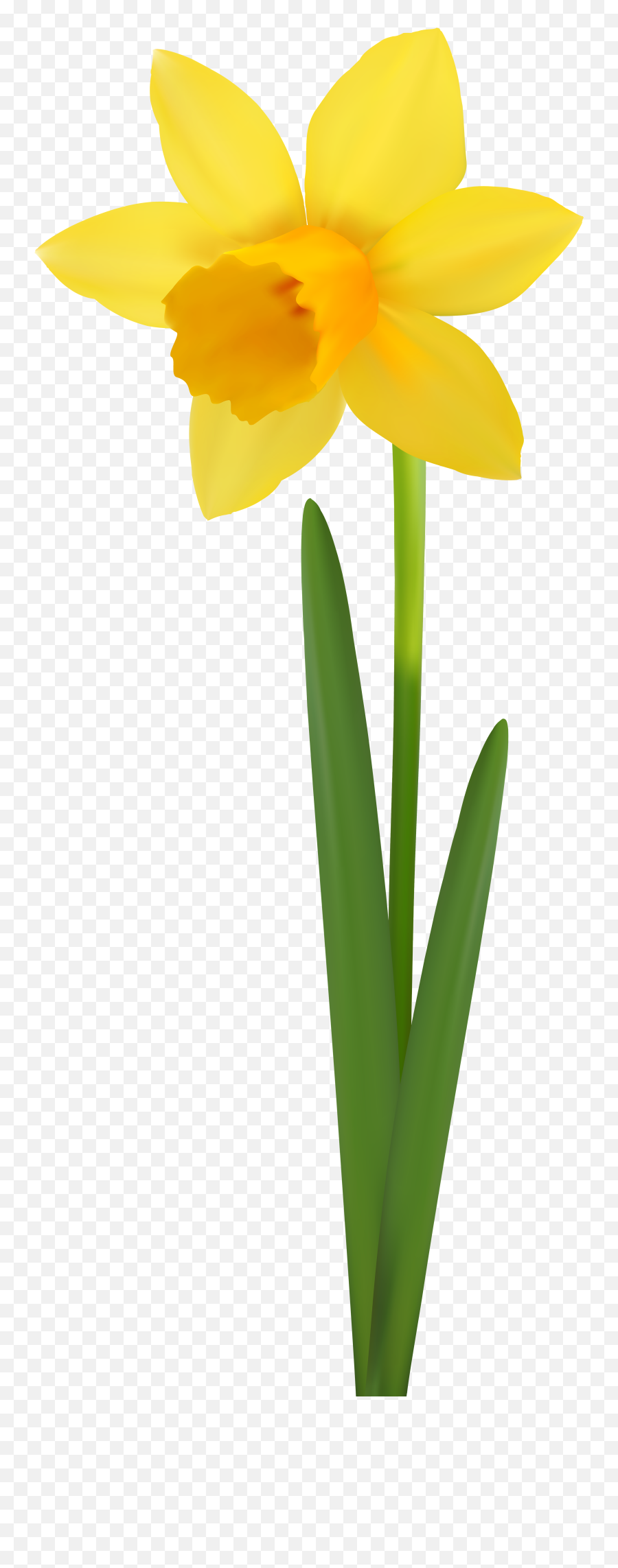 Download Free Png Daffodil Flower Transparent Image - Transparent Daffodil Flower Png,Flower Transparent Background