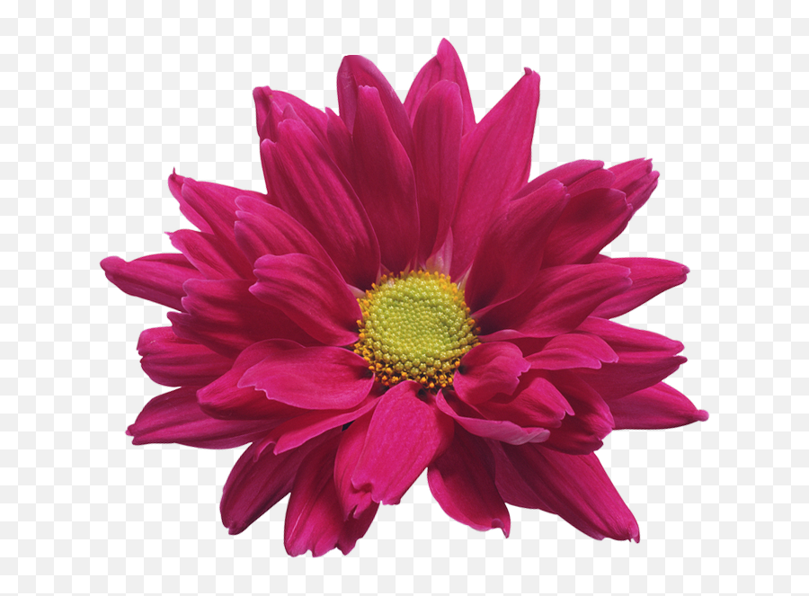 Png Pic For Designing Projects Chrysanthemum