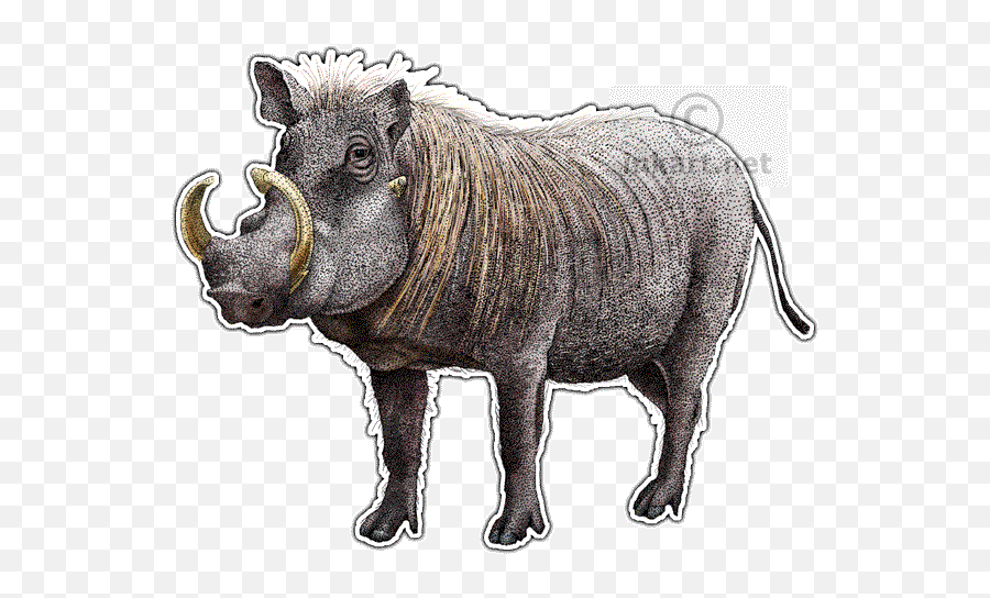 African Animals - Common Warthog Png,Warthog Png