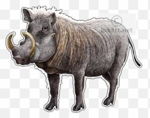 African Animals - Common Warthog Png,Warthog Png