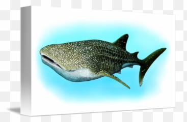 Whale Shark By Roger Hall - Whale Shark Png,Whale Shark Png