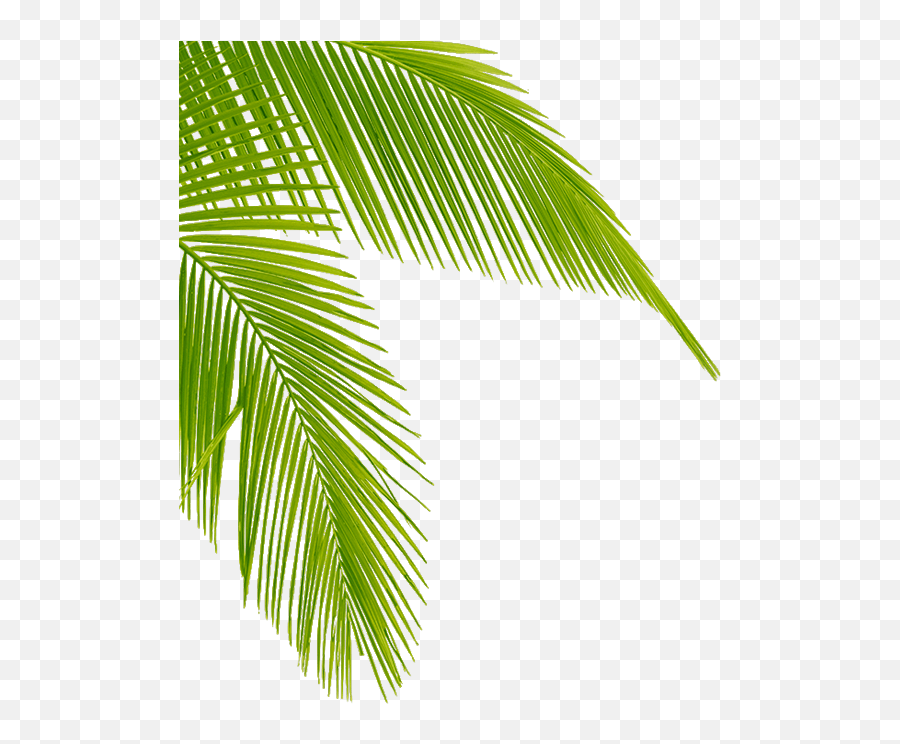 Palm Tree Leaves Png Clipart - High Resolution Coconut Leaf Png,Palm Tree Leaves Png