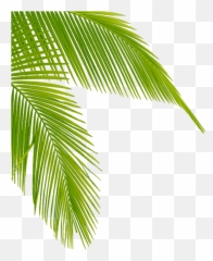 Palm Tree Leaves Png Clipart - High Resolution Coconut Leaf