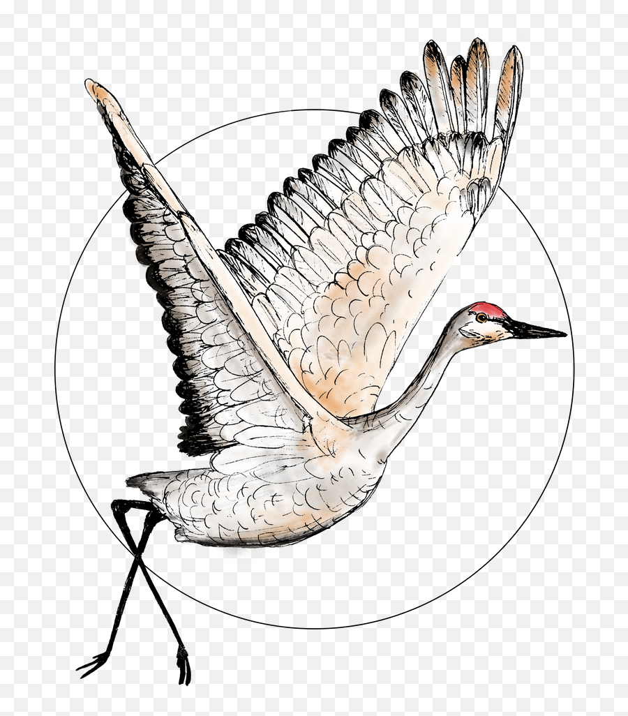 Flying Sandhill Crane Illustration Bird Drawing - Drawing Png,Crane Bird Png