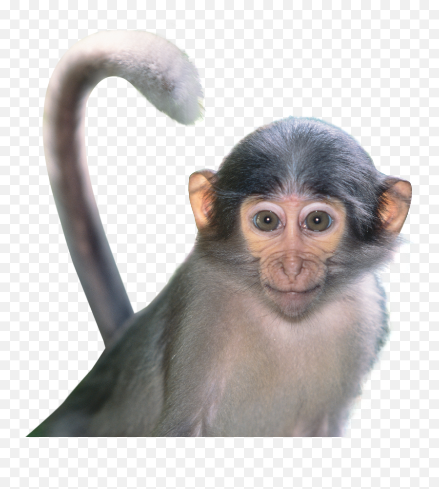 Download Monkey Png Image For Free - Png Monkey Face,Monkey Transparent Background