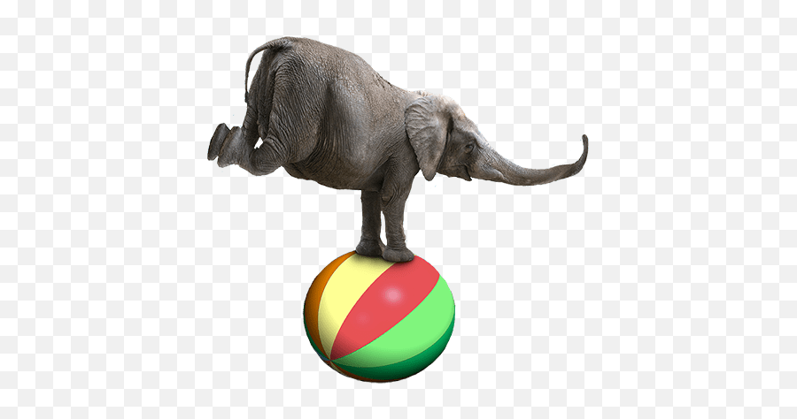 Download Contact The Shrine Circus - Elephants In The Circus Elefant Ball Png,Circus Elephant Png