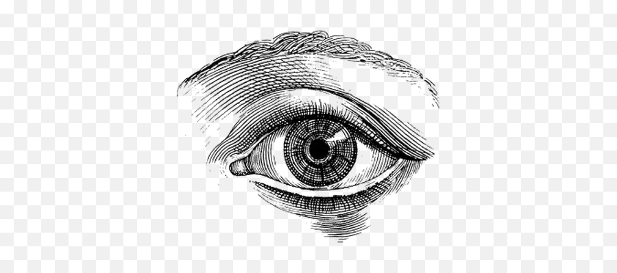 Eye Vintage Drawing Transparent Png - Human Senses And Architecture,Eye Transparent