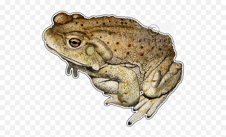 Colorado River Toad Png U0026 Free Toadpng - Colorado River Toad Drawing,Toad Transparent