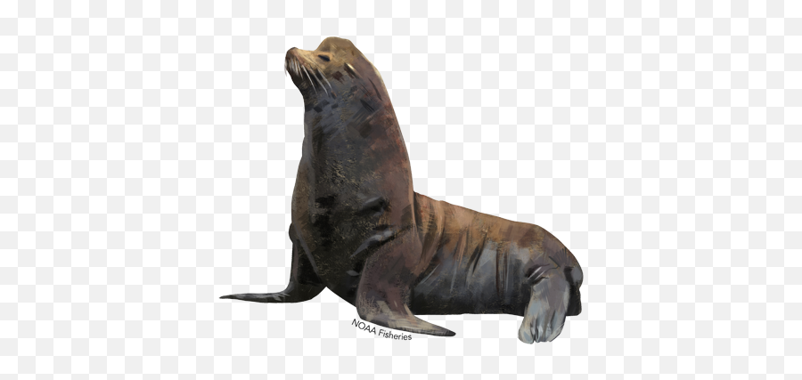 Steller Sea Lion - California Sea Lion Png,Sea Lion Png