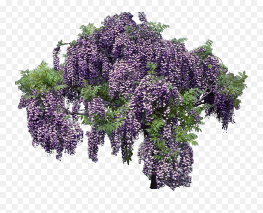 Wisteria Transparent Background - Flowers Tree Png Background,Wisteria Png