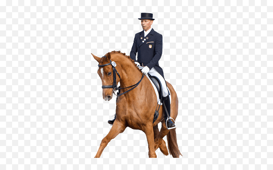 Custom Saddlery - Bridle Png,Used Custom Icon Flight Dressage Saddle