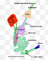 Parrot Anatomy Png