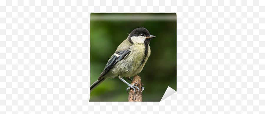 Wall Mural Juvenile Great Tit Perched - Great Tit Png,Tit Icon