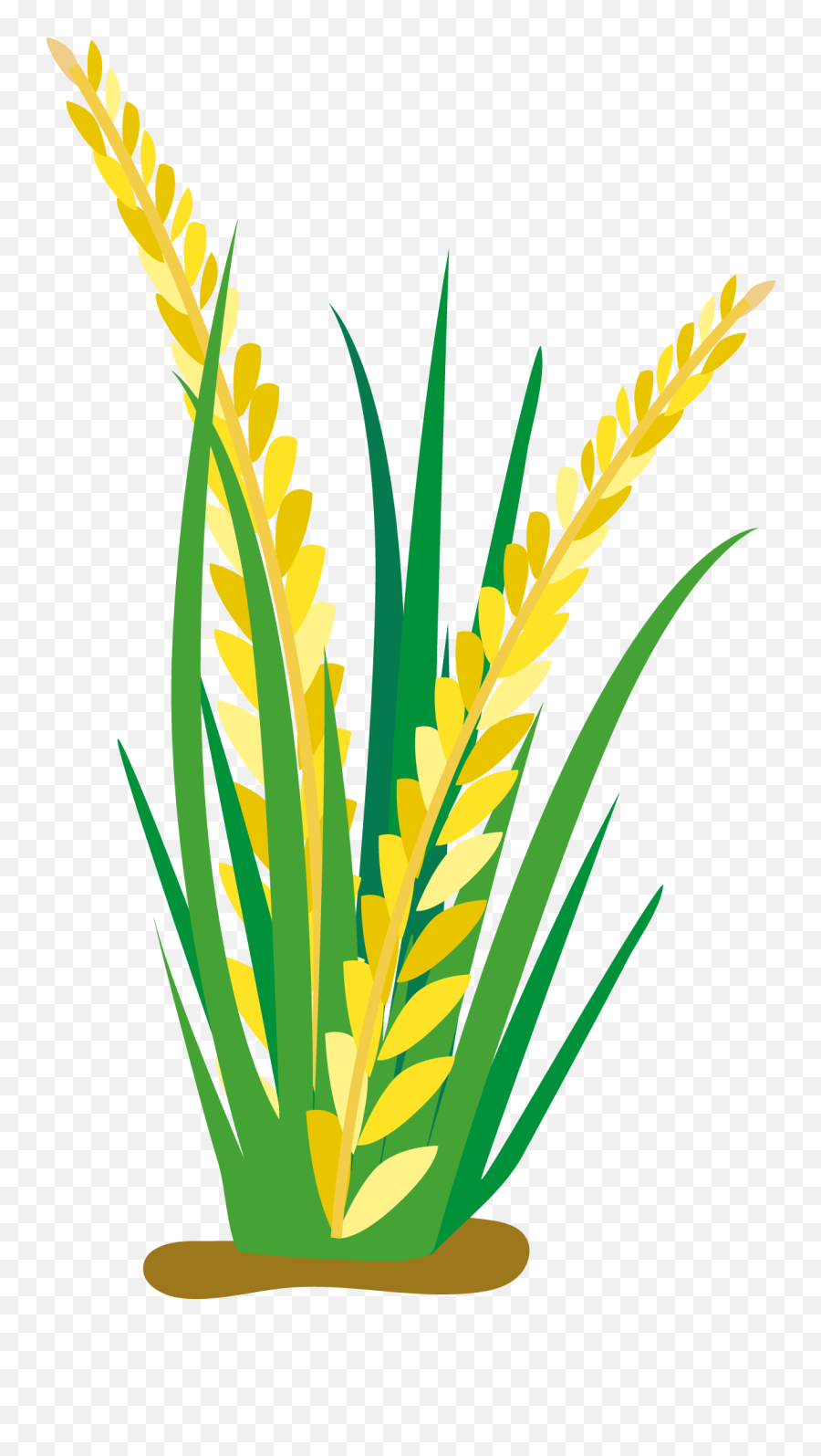 Field Clipart Rice Transparent Free For Download - Rice Plant Vector ...