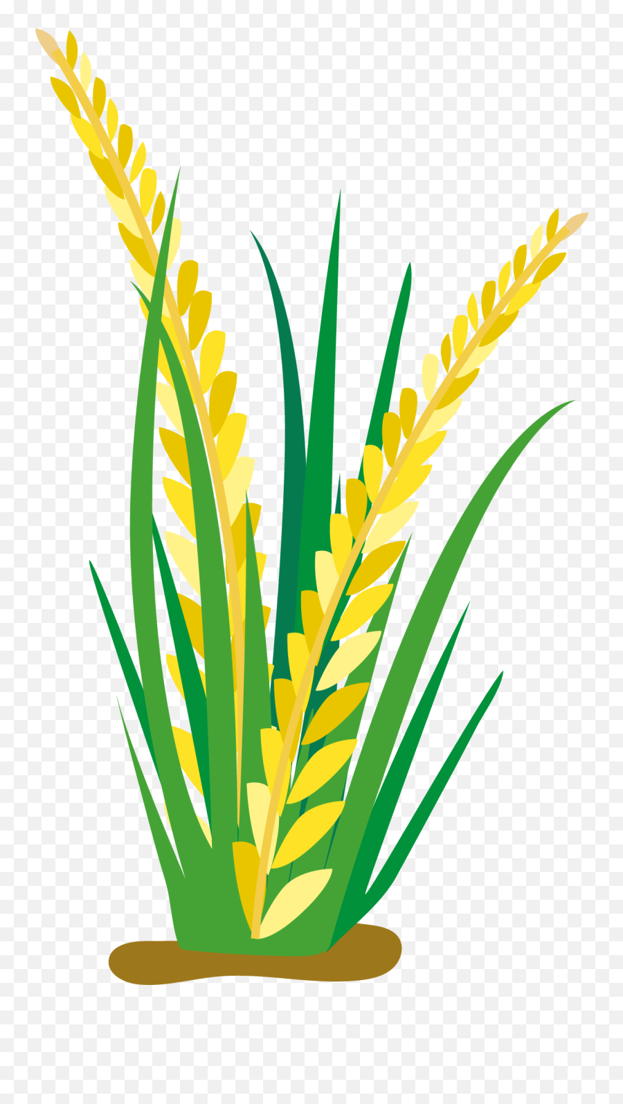 Field Clipart Rice Transparent Free For Download Rice Plant Vector Png Free Transparent Png Images Pngaaa Com