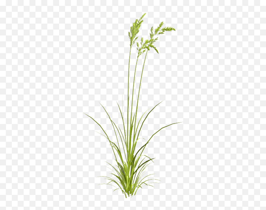 Sweet Grass Png Image - Grasses Watercolor,Grasses Png