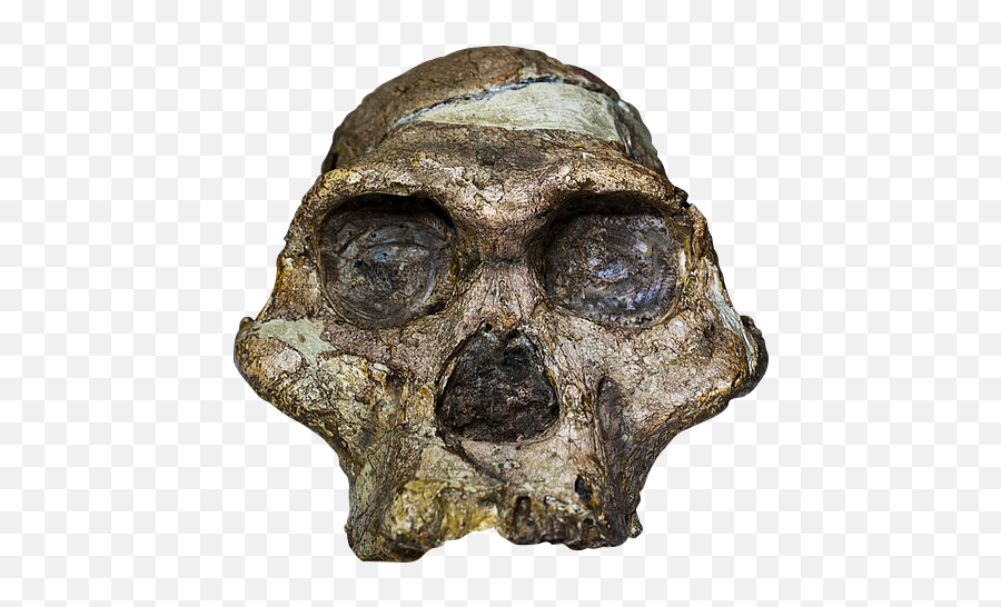 Fileaustralopithecus Africanus - Transparent Backgroundpng Mrs Ples,Bone Transparent Background