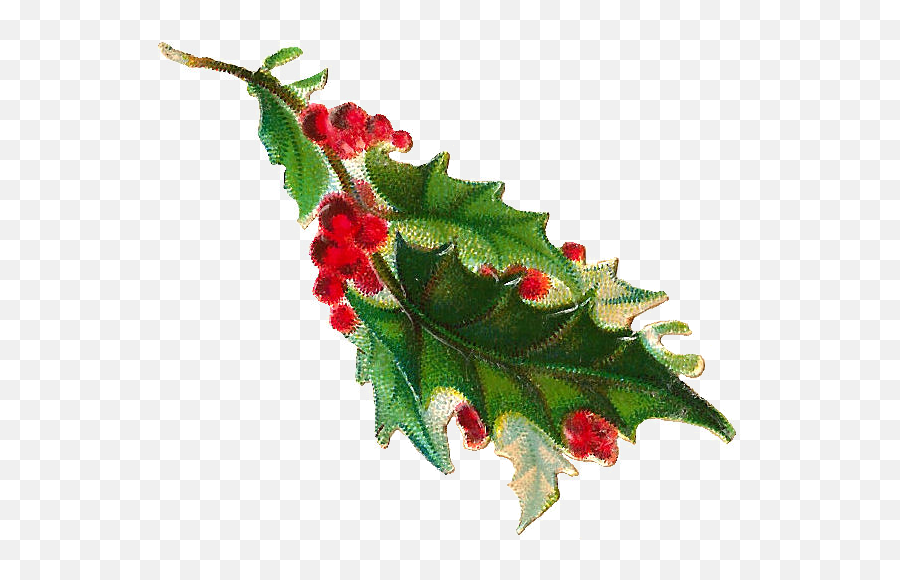 Berries Jpg Free Library Png Files - Holly Berry Branch Free,Holly Png