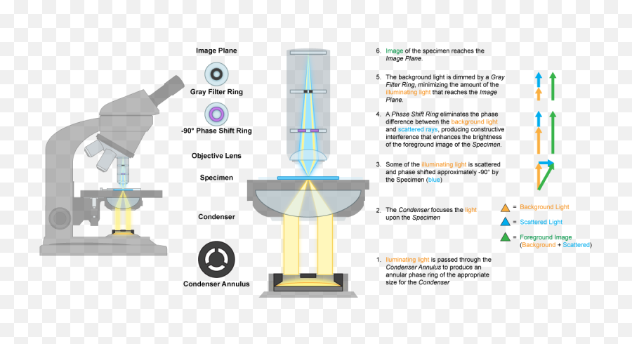 Download Phase Contrast Microscope Mechanics - Microscope Diagram Png,Microscope Transparent Background