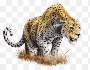 Png Images With Transparent Background - Files