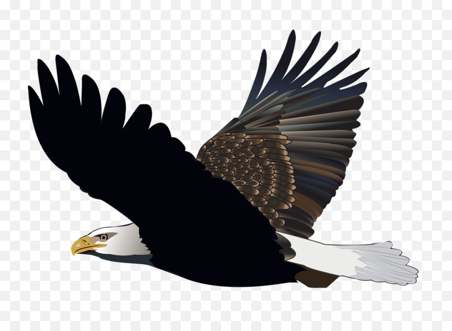 Bird Eagle Flying Feather Nature American Flight - Eagle Gambar Burung Elang Png,Feather Transparent Background