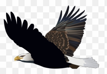 Bird Eagle Flying Feather Nature American Flight - Gambar Burung Elang Png