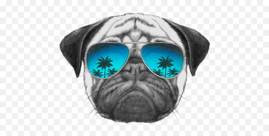 Download T - Shirt Pug Sunglasses Dog Collar Free Png Hq,Pug Face Png