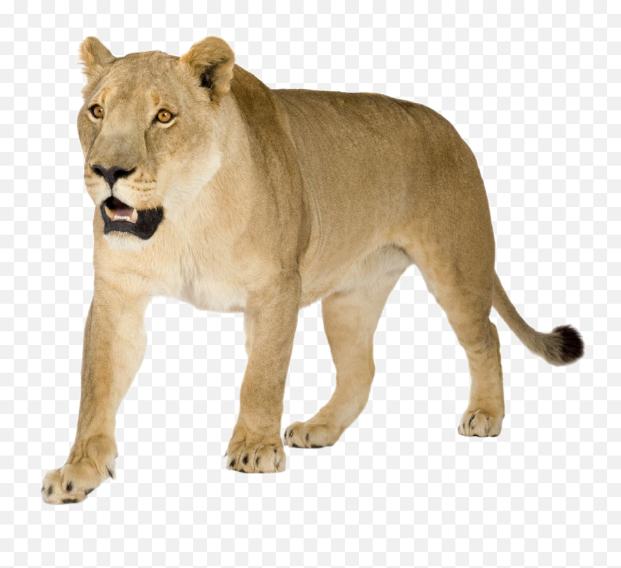 Lioness Png Image - Lioness Png,Lioness Png