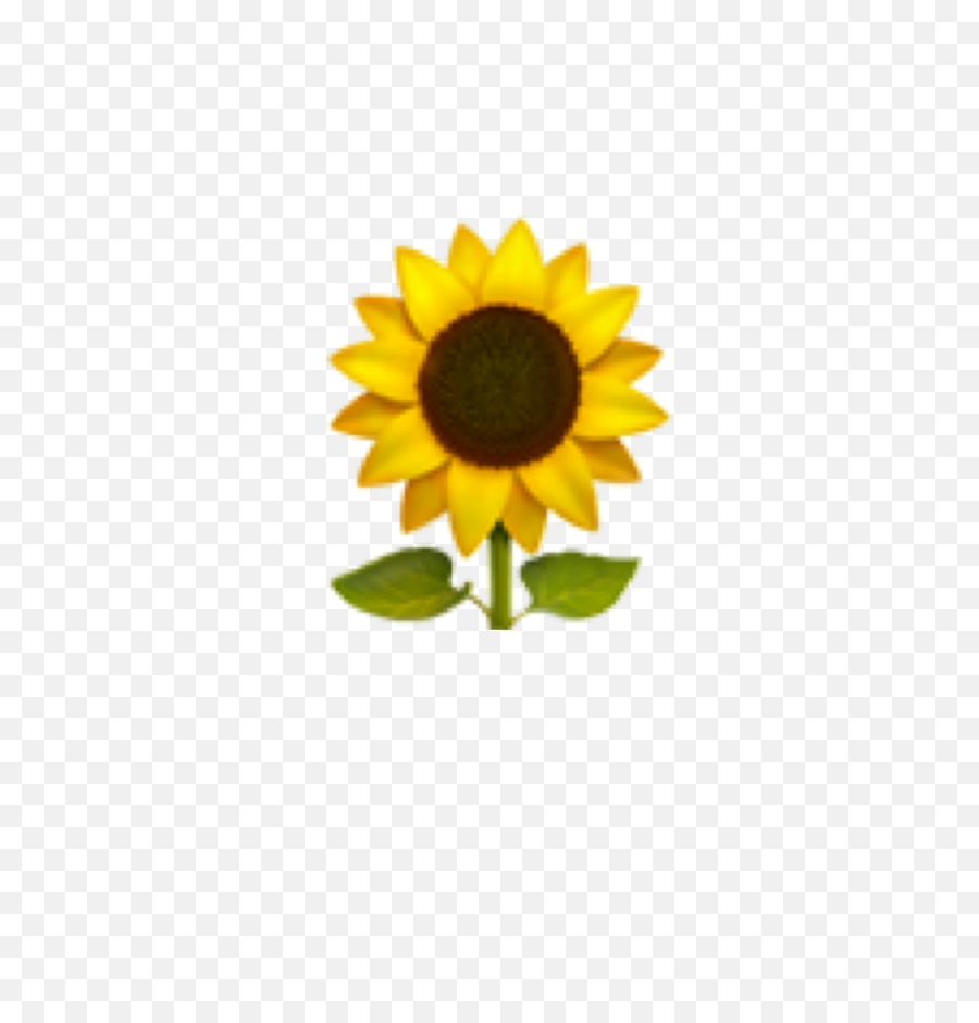 Emoji Sunflower Emojis Cute Cuteemoji Yellow Green Over - Sunflower Emoji Transparent Png,Family Emoji Png