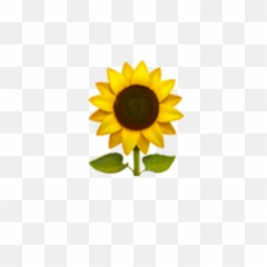 Emoji Sunflower Emojis Cute Cuteemoji Yellow Green Over - Sunflower Emoji Transparent png