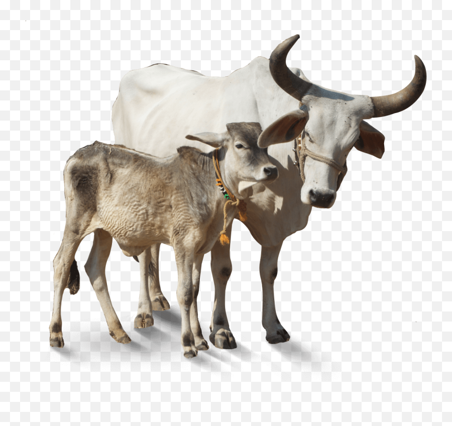Png Clipart - Indian Cow Images Png,Cow Png