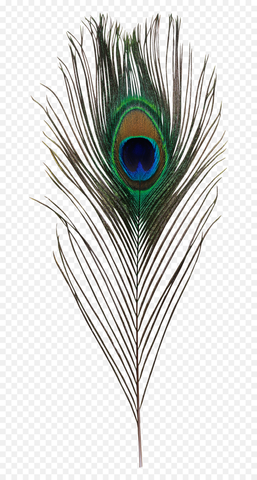Peacock Feather Images Transparent Png - Krishna Peacock Feather Png,Peacock Png