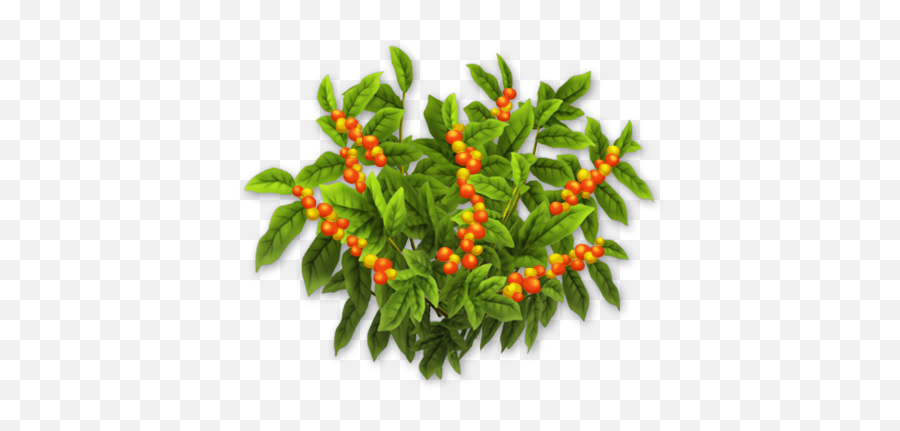 Download Coffee Bush Harvest 3 - Birdu0027s Eye Chili Png Image Tabasco Pepper,Chili Png