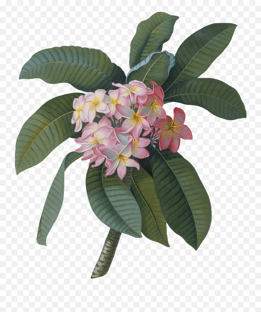 Download Hd Wall Stickers Of Plumeria - Georg Dionysius Ehret Png,Botanical Png