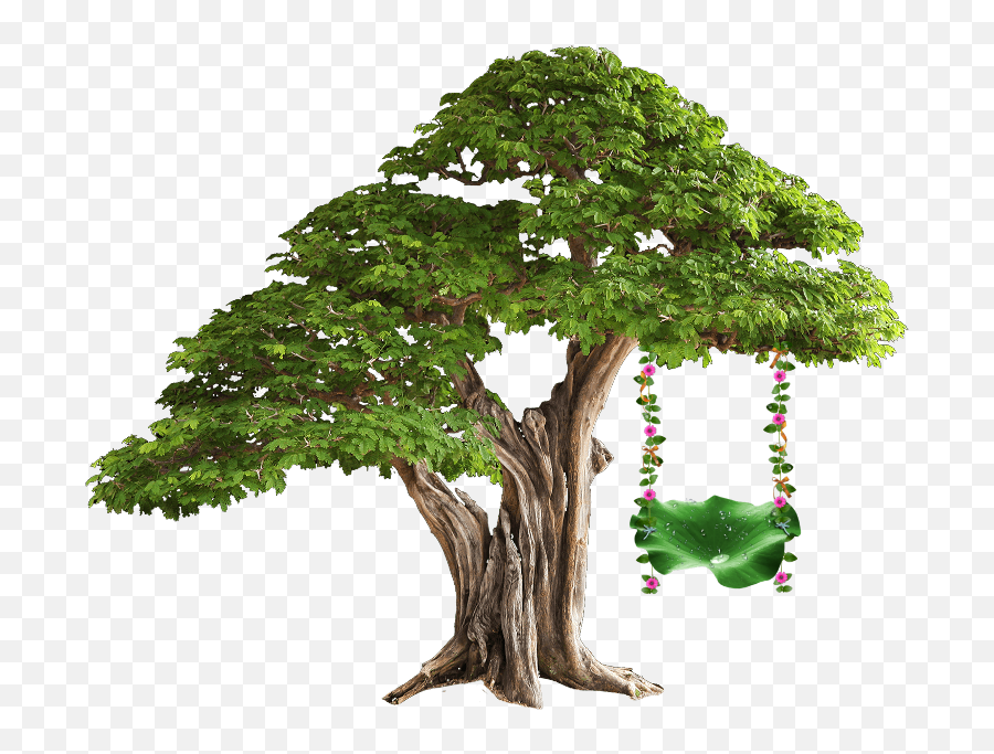 Download - Brazilian Rain Tree Bonsai Png,Transparent Background Tree