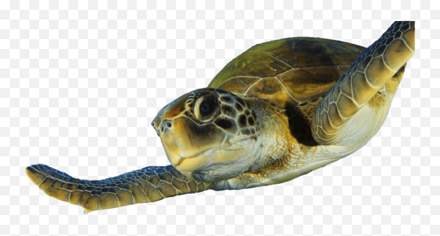 Turtle Png Hd Quality - Png Sea Turtle,Turtle Png