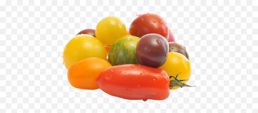 Wild Wonder Tomatoes Wwwnatureandmorecom - Plum Tomato Png,Tomato Transparent