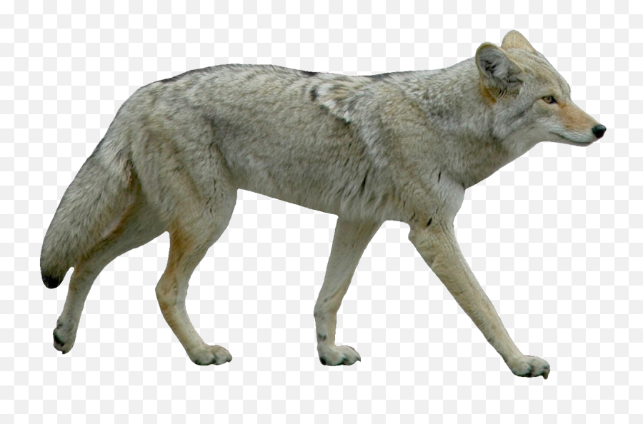 Jackal Coyote Png - Coyote Transparent Background,Coyote Png