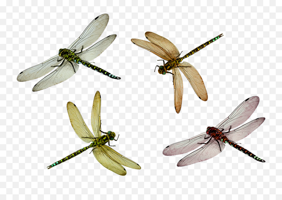 Dragonfly Png Transparent Dragonflypng Images Pluspng - Dragon Fly Png,Fly Png