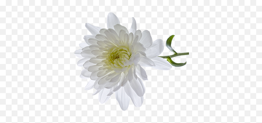 Chrysanthemum Transparent Png - White Chrysanthemum Flower Png,Chrysanthemum Png