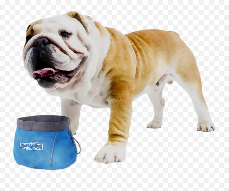 Toy Old Bulldog Bulldogge Olde English - Bulldog Png,Bull Dog Png