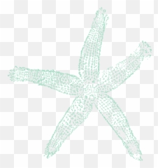 Sea Blue Starfish Clip Art - Vector Clip Art Teal Starfish Clipart Png,Starfish Transparent Background