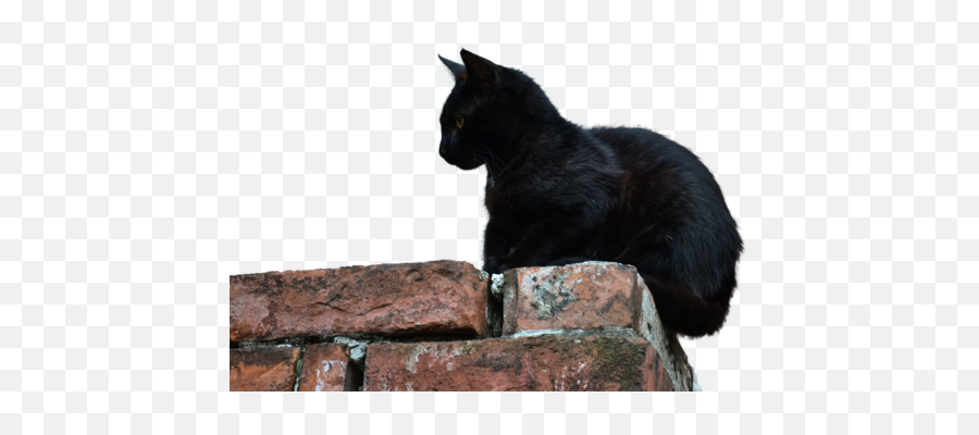 Download Free High Quality Black Cat Images Png Transparent - Portable Network Graphics,Black Cat Transparent Background