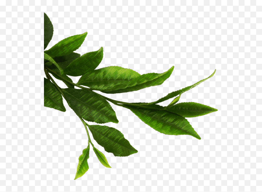Green Leaf Png - Green Tea Leaves Png Tea Leaves Green Tea Leaf Transparent Background,Mint Leaves Png