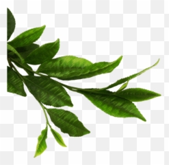 Green Leaf Png - Green Tea Leaves Png Leaf Transparent Background