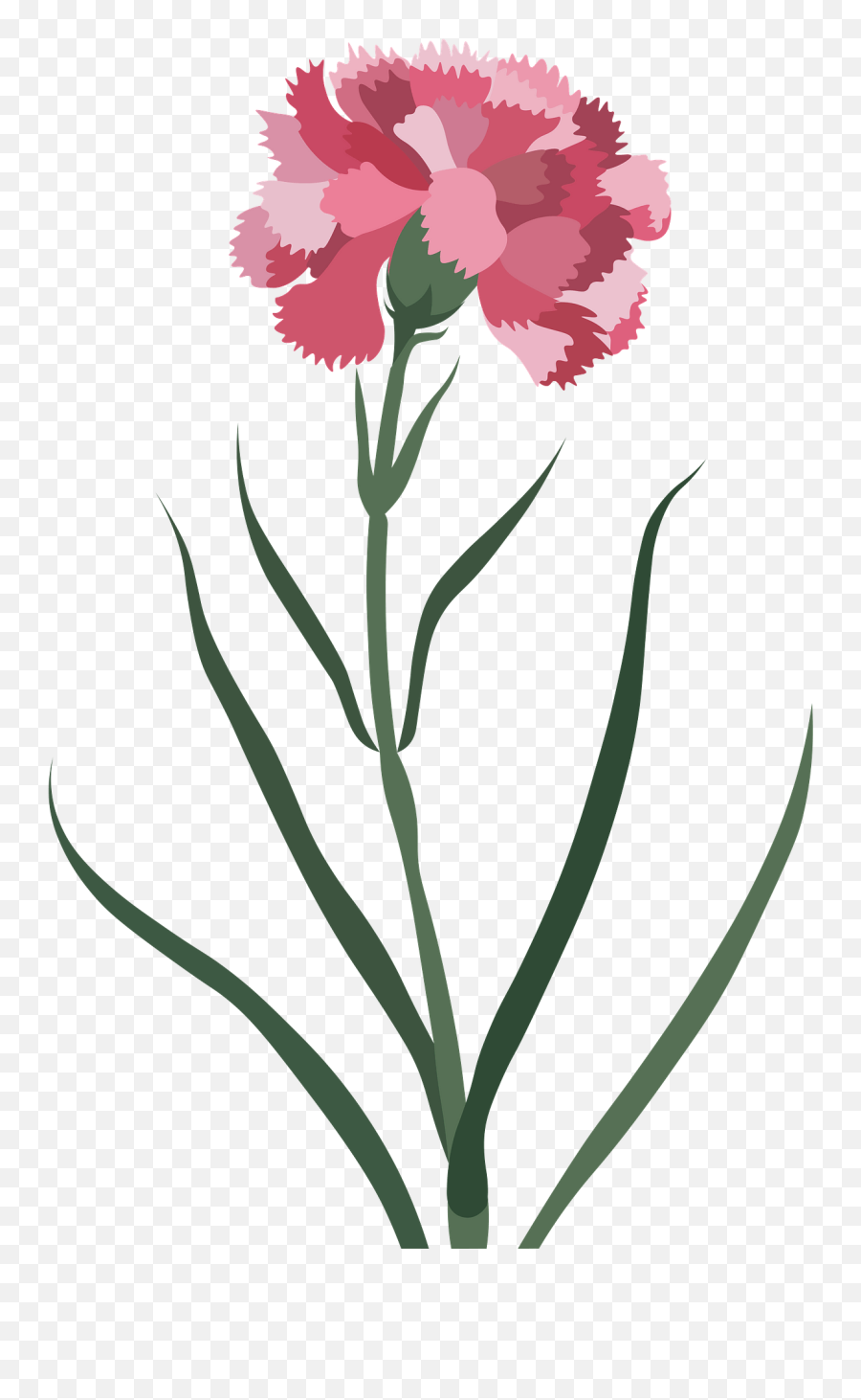 Carnation Flower Clipart - Lovely Png,Carnation Png
